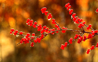 光影中火红的野果满枝头 如诗亦如画