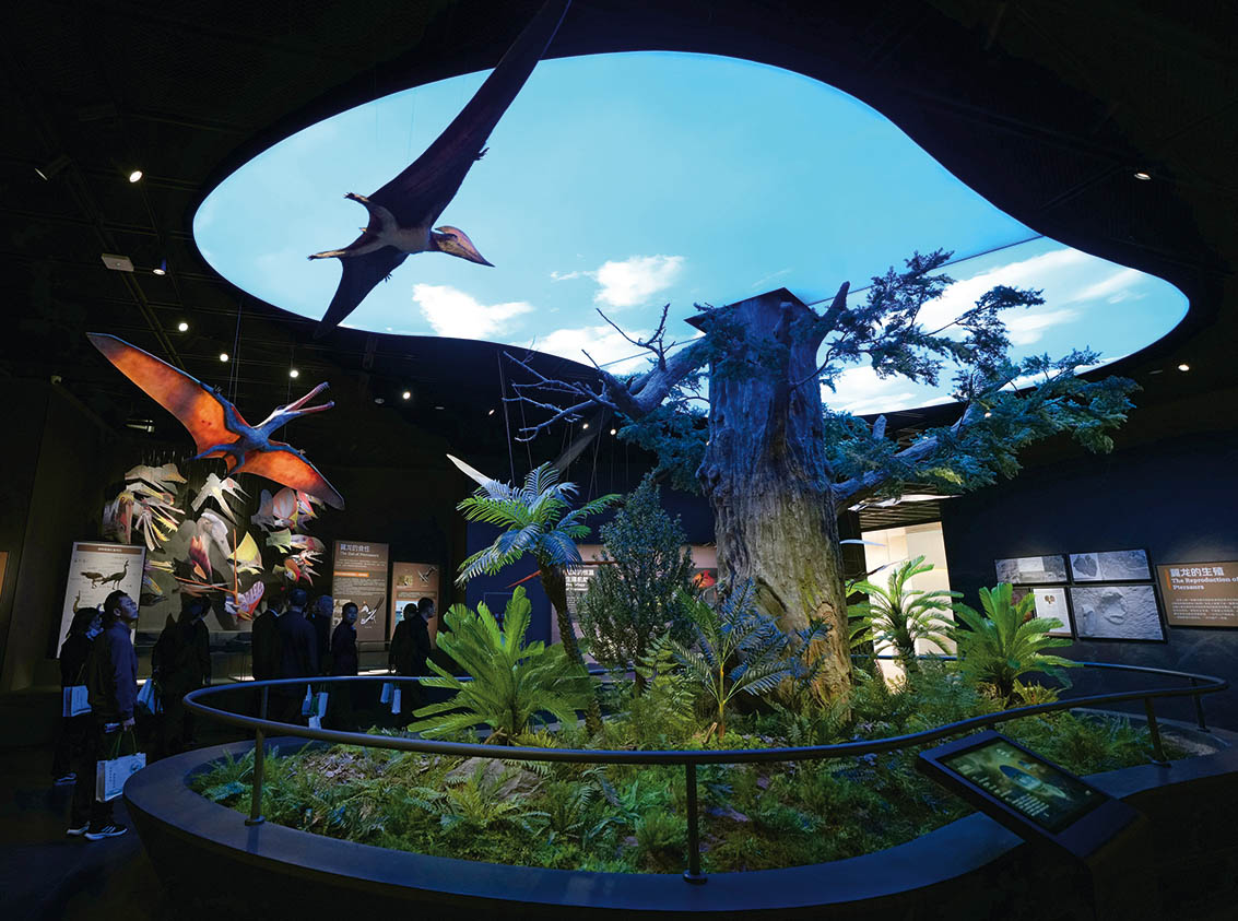 从山西木化石追溯地球森林兴衰史