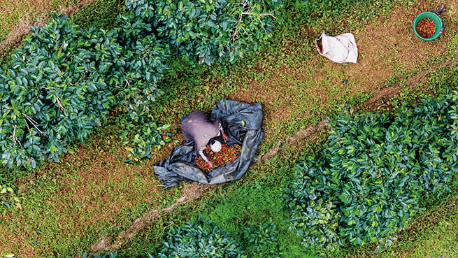 2025年11月9日，农民在老挝占巴塞省一处咖啡种植园采摘咖啡豆（无人机照片） 新华社发（凯乔摄）