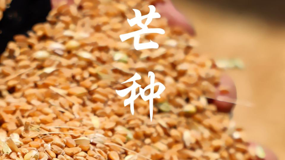 芒种！祝你收获满满